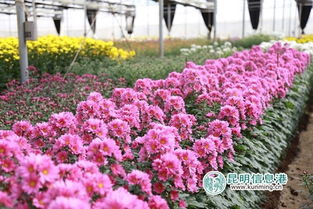 省花卉园区企业获 2016国际种植者银奖